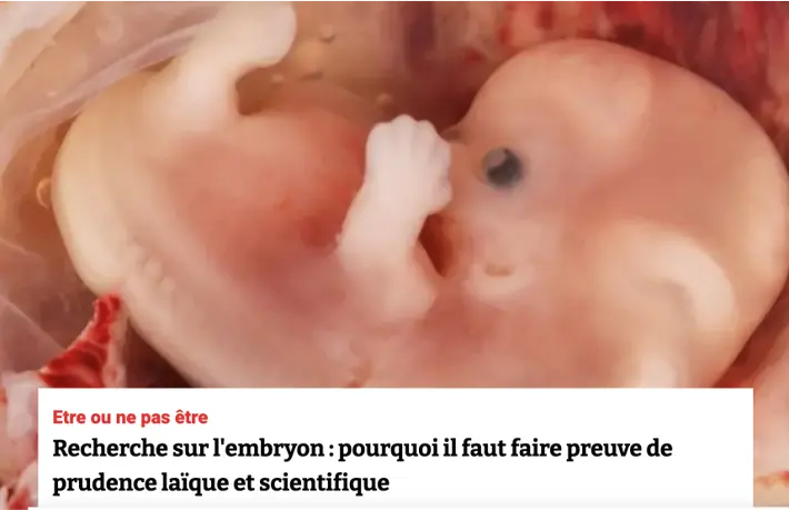 Photo embryon humain